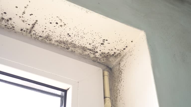 Best Mold Prevention Services  in Coldspring, TX